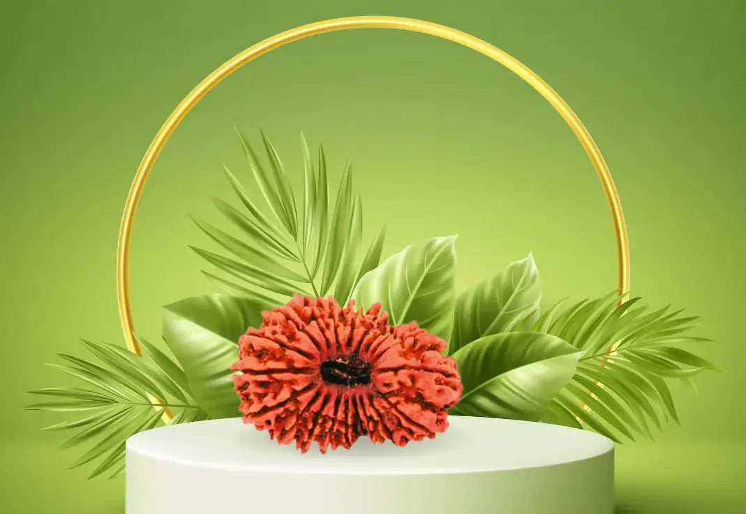 20 Mukhi Rudraksha | Kubersukh | 20 Face Rudraksha HD Image