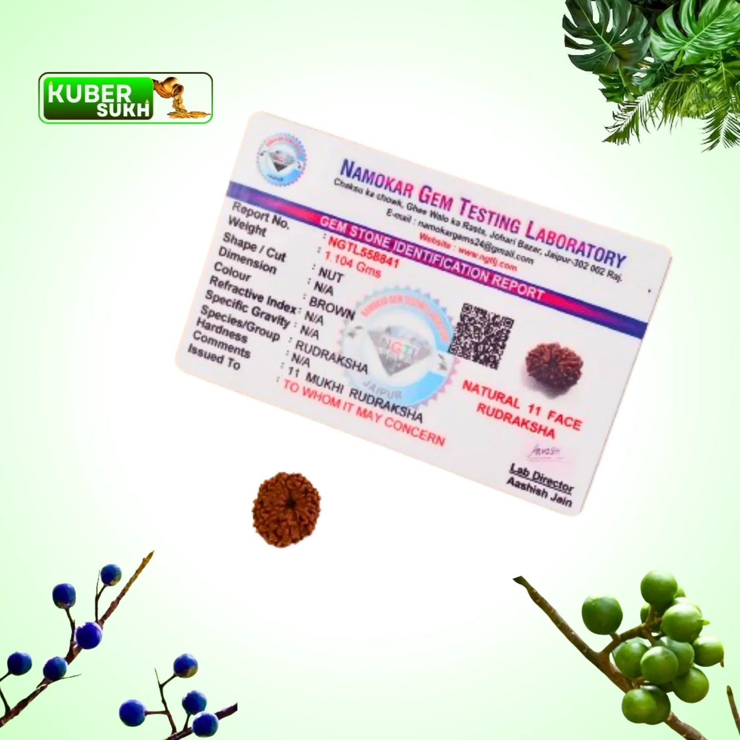 11 Mukhi Rudraksha | Kubersukh | 11 Face Certified Rudraksha Image