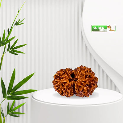 14 Mukhi Rudraksha | Kubersukh | 14Face Rudraksha Image