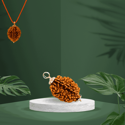 2 Mukhi Rudraksha | Kubersukh | 2 Face Natural Rudraksha