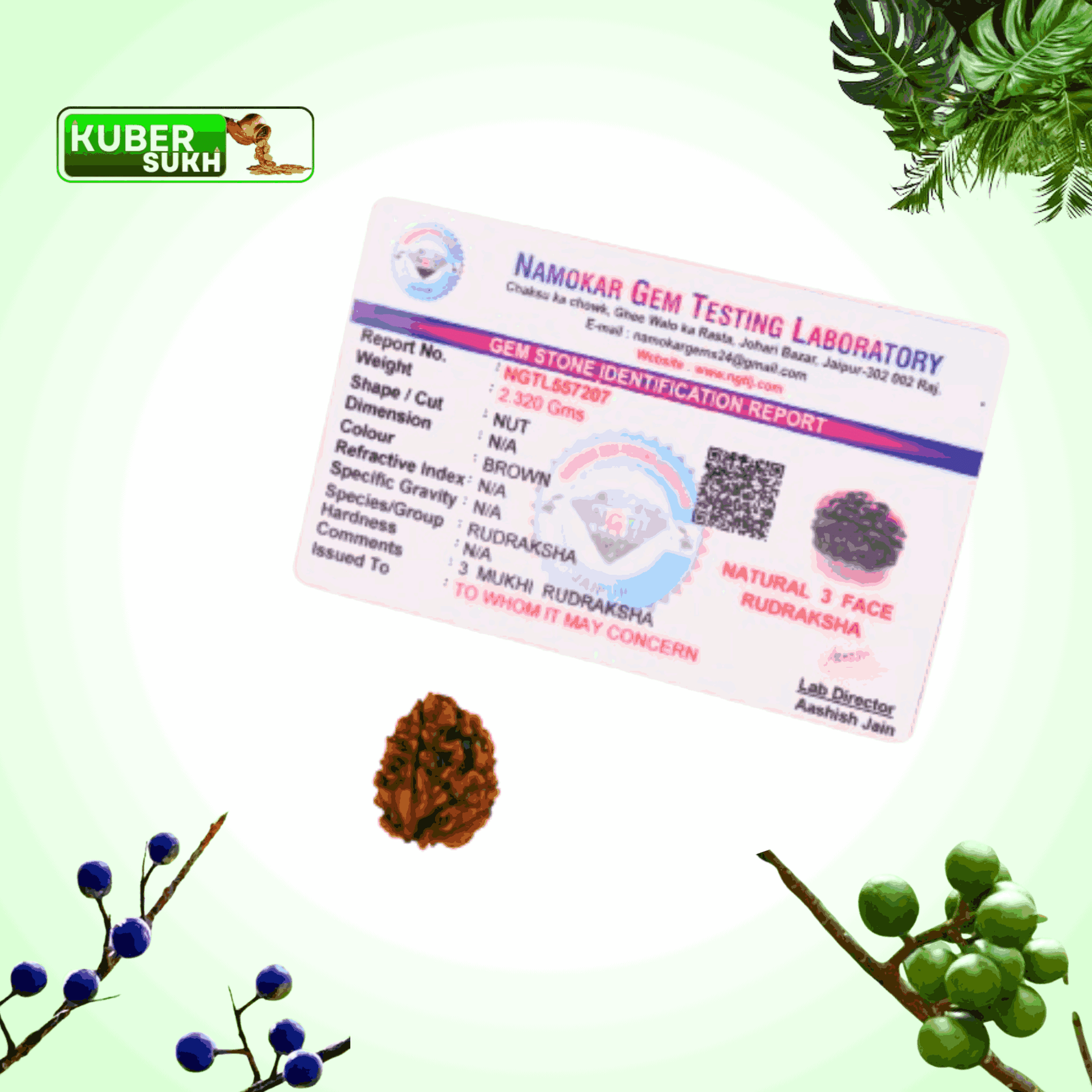 3 Mukhi Rudraksha | Kubersukh |  Rudraksha Certificate Image