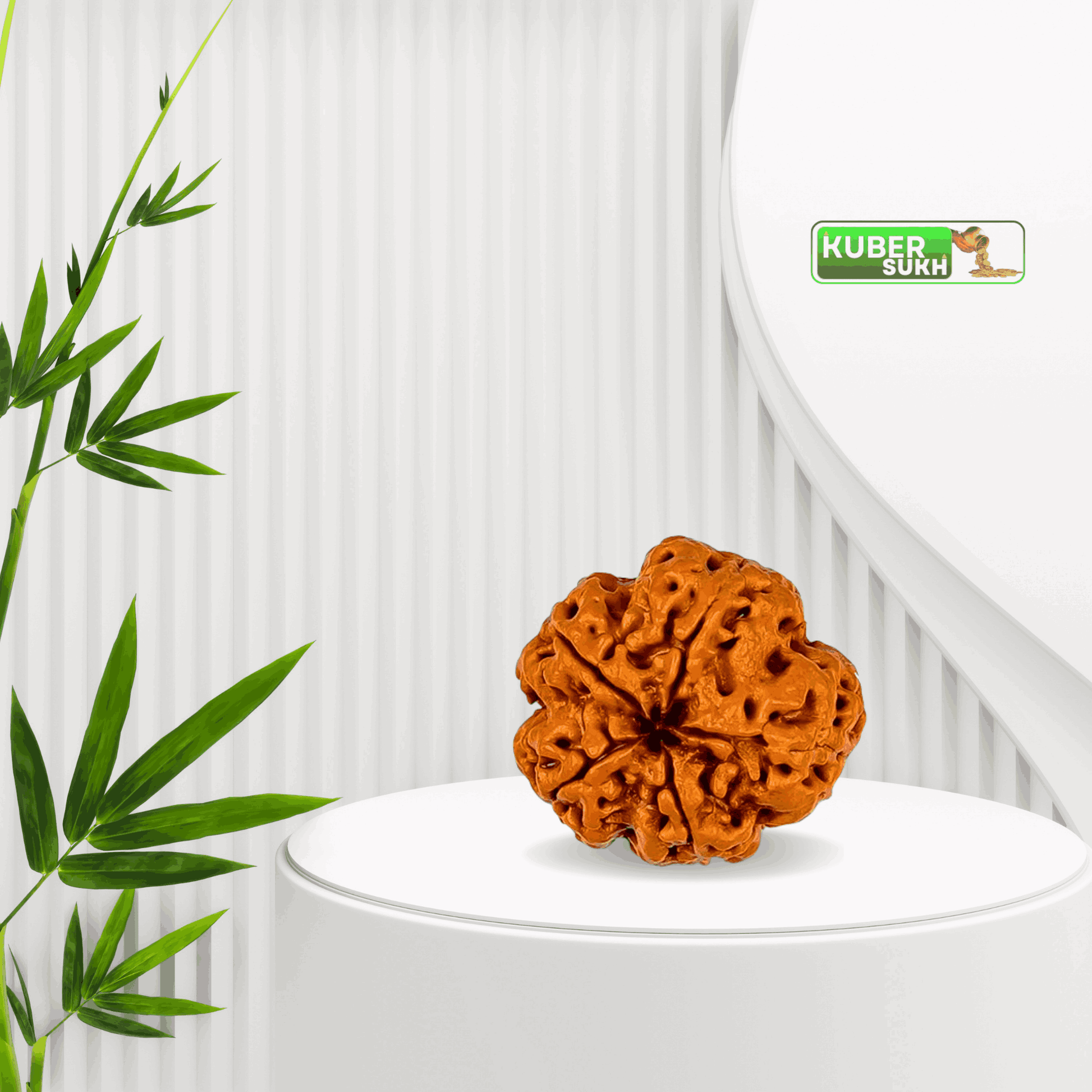 5 Mukhi Rudraksha | Kubersukh | 5 Face Original Rudraksha