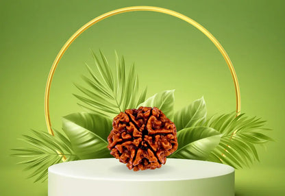 6 Mukhi Rudraksha | Kubersukh | Best Rudraksha Image