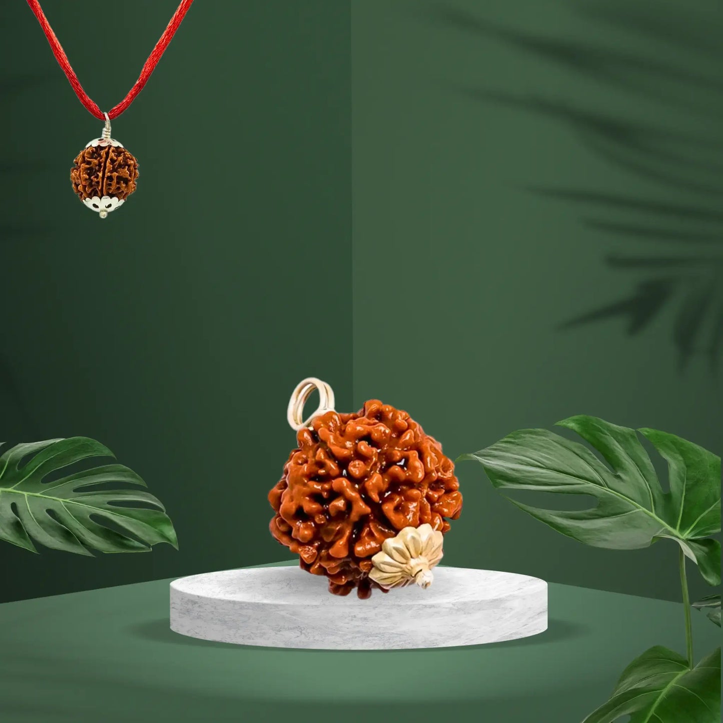 6 Mukhi Rudraksha | Kubersukh | Original 6 Mukhi Rudraksha Image