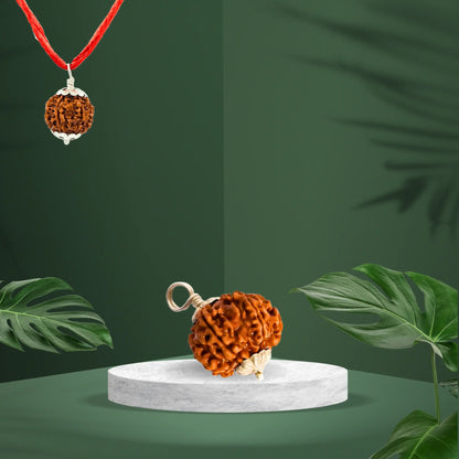 7 Mukhi Rudraksha | Kubersukh |  Rudraksha Orinigal | Natral Rudraksha