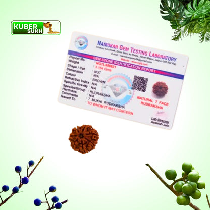 7 Mukhi Rudraksha | Kubersukh | 7 Face Rudraksha Certificate